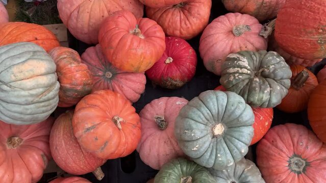 Slow pan across group of pumpkins at a pumpkin patch. Overhead 4K Shot.