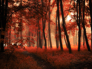 Bright autumn forest with thick fog, colourful autumn woods, orange leaves on trees.