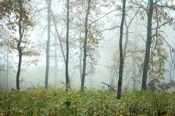 Autumn landscape misty foggy day in Knyszyn Primeval Forest, Poland Europa, early morning, sunrise in oak misty forest
