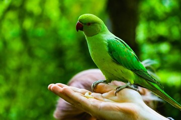 Echo parakeet (Psittacula eques) on a hand