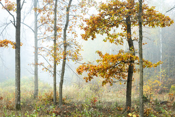 Autumn landscape misty foggy day in Knyszyn Primeval Forest, Poland Europa, early morning, sunrise in oak misty forest