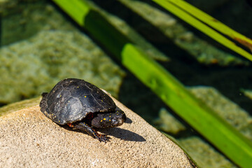 A spotted turtle sunning itself on a rock