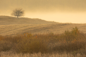 Obraz premium October landscape lonely tree on the hill - amazing misty foggy morning in autumn season, beautiful trees with colorful leaves, Poland, Europe, Podlasie Knyszyn Primeval Forest