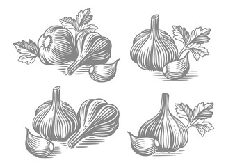Garlic hand drawn. Drawings engrave sketch.