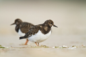 bird - Ruddy Turnstone migratory Arenaria interpres shorebird, migratory bird, Poland Europe Baltic Sea	