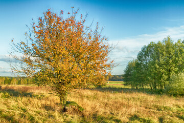 Obraz premium Landscape autumn field with colourful trees, autumn Poland, Europe and amazing blue sky with clouds, sunny day 
