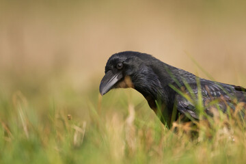 close up bird head Bird beautiful raven ( Corvus corax ) North Poland Europe	