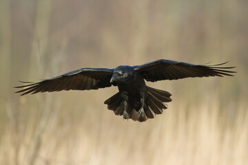 flying Bird beautiful raven Corvus corax North Poland Europe	