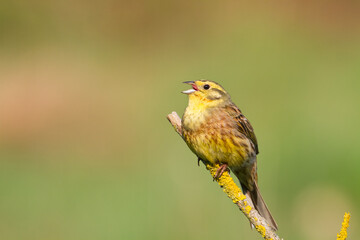 yellowhammer Emberiza citrinella on the branch amazing warm light sunset sundown