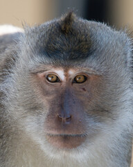 The crab-eating macaque or Macaca fascicularis is native to Southeast Asia.
