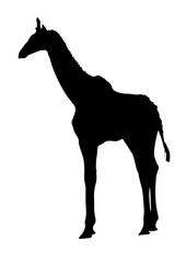 Side Profile Image of Young Giraffe Standing