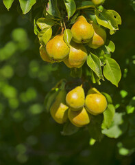Ripe juicy pears on tree branch in garden
