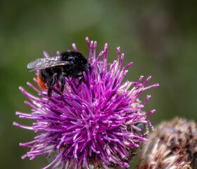 Close-up view of a Bombus lapidarius over a thistle head