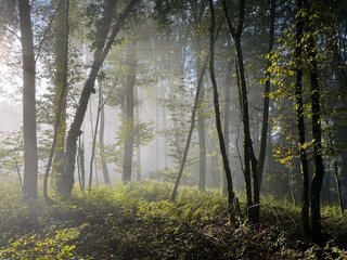 Misty fog light in morning woods.