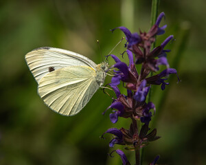 Cabbage White Butterfly on Loosestrife Plant
