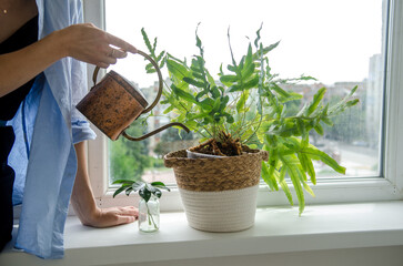 Young woman waters a phlebodium houseplant from a copper watering can, on a white light windowsill...