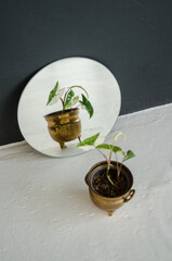 Small young houseplant in a copper pot stands in front of a round mirror on a black and white background