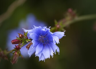 Close-up view of a Chicory plant flower blooming with blue petals