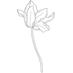 Abstract flat outline art tulip flower illustration. Continous line flower, leaf and plant silhouette on transparent background. Conceptual design for poster, banner, invitation