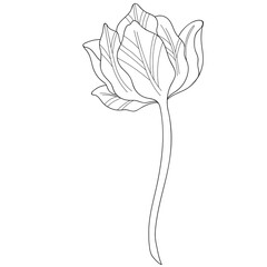 Abstract flat outline art tulip flower illustration. Continous line flower, leaf and plant silhouette on transparent background. Conceptual design for poster, banner, invitation