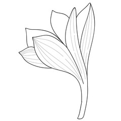 Abstract flat outline art flower illustration. Continous line flower, leaf and plant silhouette on transparent background. Conceptual design for poster, banner, invitation