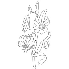 Abstract flat outline art lily flower illustration. Continous line flower, leaf and plant silhouette on transparent background. Conceptual design for poster, banner, invitation