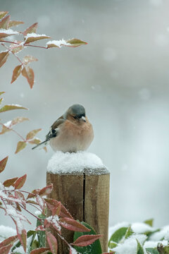 A tender male Common chaffinch (Fringilla coelebs) perched on soft snow and surrounded by white in a typical Christmas atmosphere. Piedmont Alps, Italy