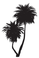 Two palm trees silhouettes