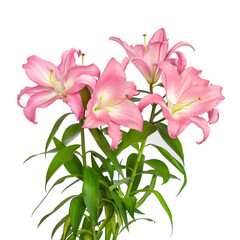 Pink lilies. Lilies flowers. Flowers are isolated on a white background