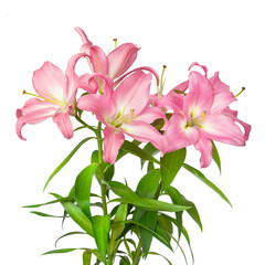 Pink lilies. Lily flowers. Flowers isolated on white background