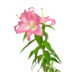 Lily flowers. Pink lilies. Flowers are isolated on a white background