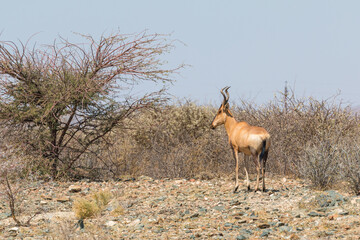 medium-sized antelope found in eastern and southern Africa. Namibia.