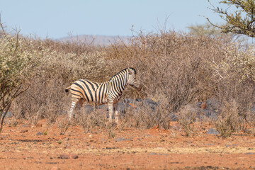 Fototapeta na wymiar Plains zebra or Burchell zebra at Oanob park, Namibia.