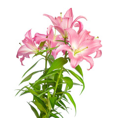 Pink lilies. Lily flowers. Beautiful flowers isolated on white background