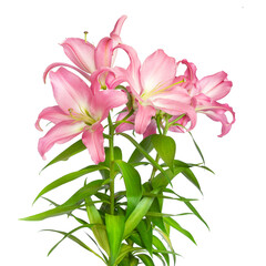 Pink lilies. Lilies flowers. Beautiful flowers isolated on white background
