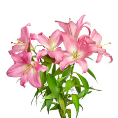 Pink lilies. Lilies flowers. Beautiful flowers isolated on white