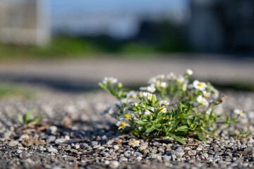 la petite fleur qui pousse sur la route
