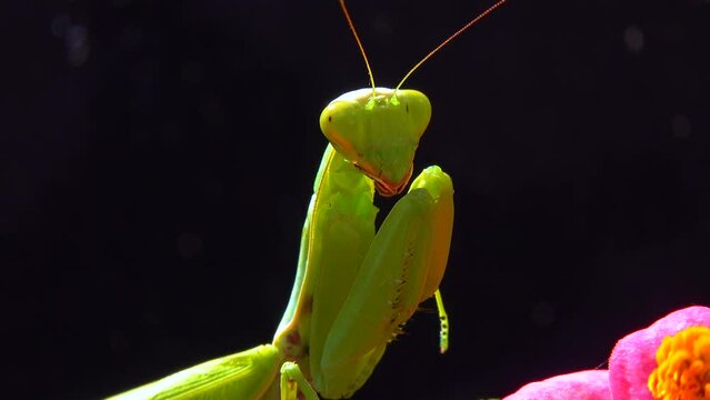 The European mantis (Mantis religiosa). The predator hunts insects, looks directly into the camera, close-up