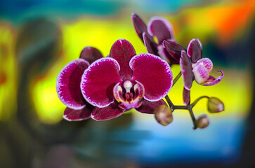 purple orchid with blurred background