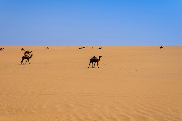 Fototapeta na wymiar Black dromedary camels in the sand desert, Saudi Arabia
