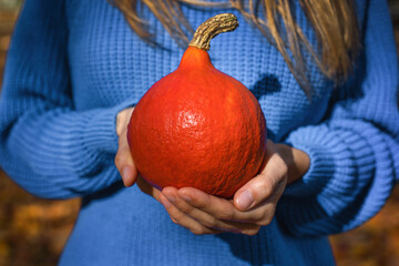 The hands of a young girl in a blue knit sweater are holding a small orange pumpkin illuminated by sunlight, close-up