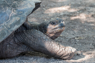 Galapagos Giant tortoise, Isabela, Galapagos