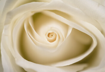 View from above of a beautiful white rose, close up, macro
