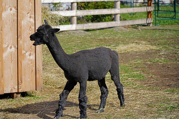 A picture of a black alpaca in a farm