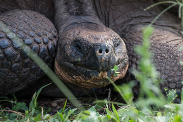 Obraz premium Galapagos giant tortoise eating grass