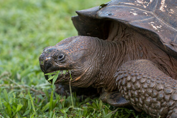 Galapagos giant tortoise eating grass