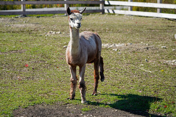 A picture of a shaved alpaca in a farm