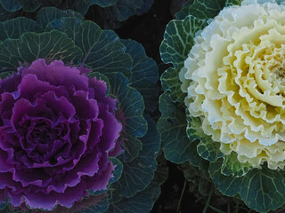 Brassica oleracea wonderful blooming red and white cabbage