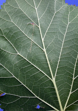 extreme close-up of green mulberry leaf texture