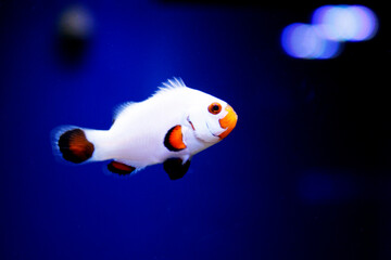 White Clownfish - Wyoming white - Saltwater aquarium